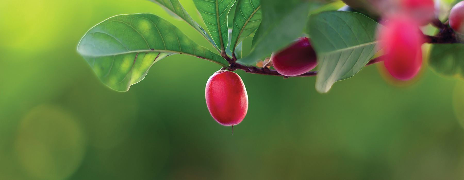 Sweet Without Sugar: The Science Behind The Miracle Berry