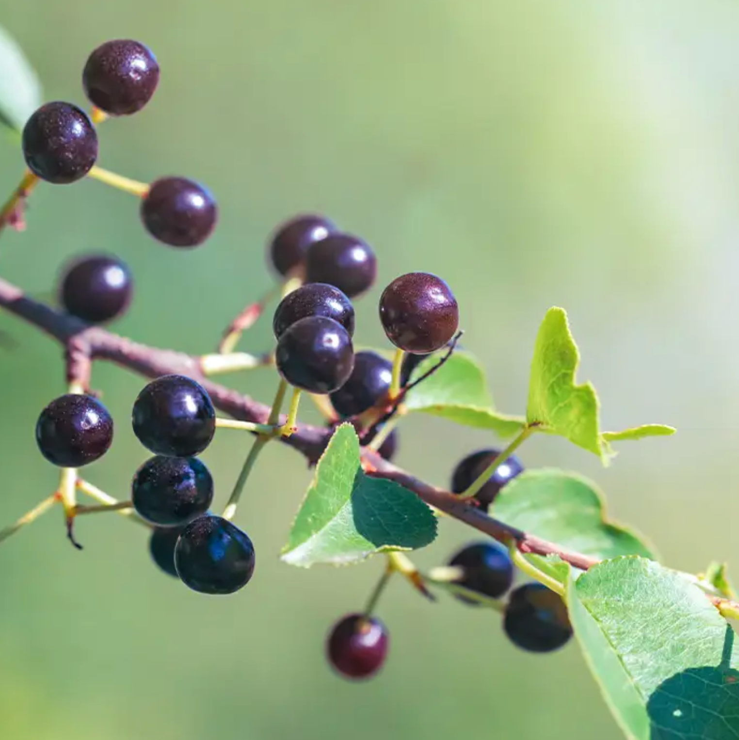 The Benefits of Maqui Berry