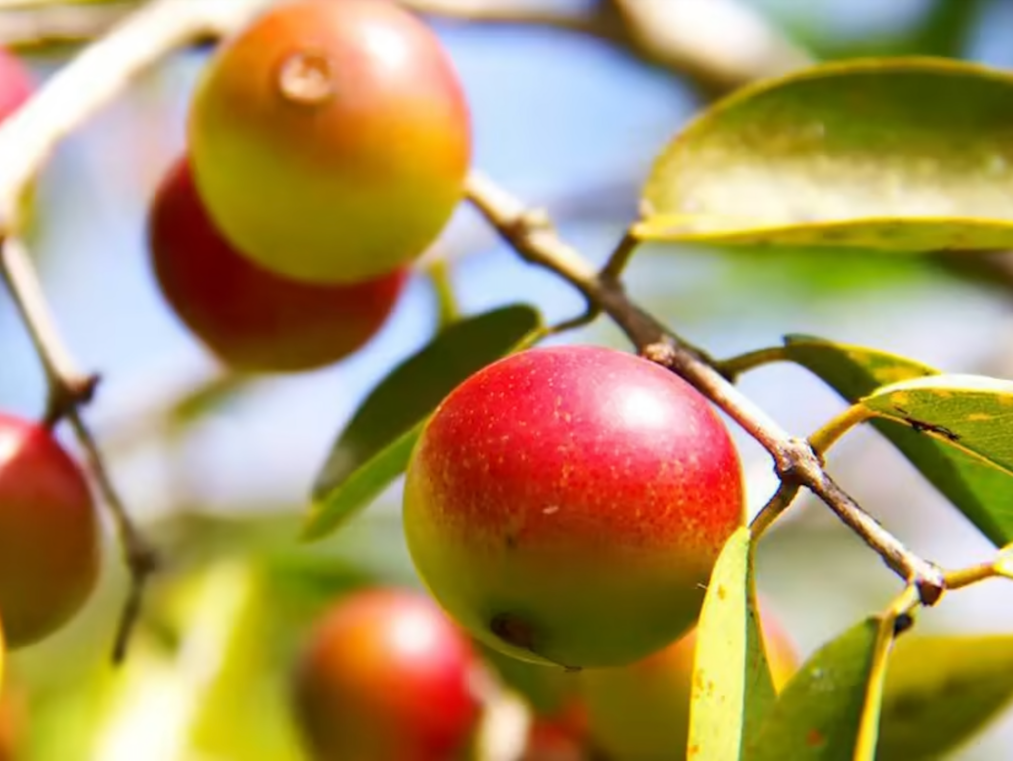 The Powder of Camu Camu