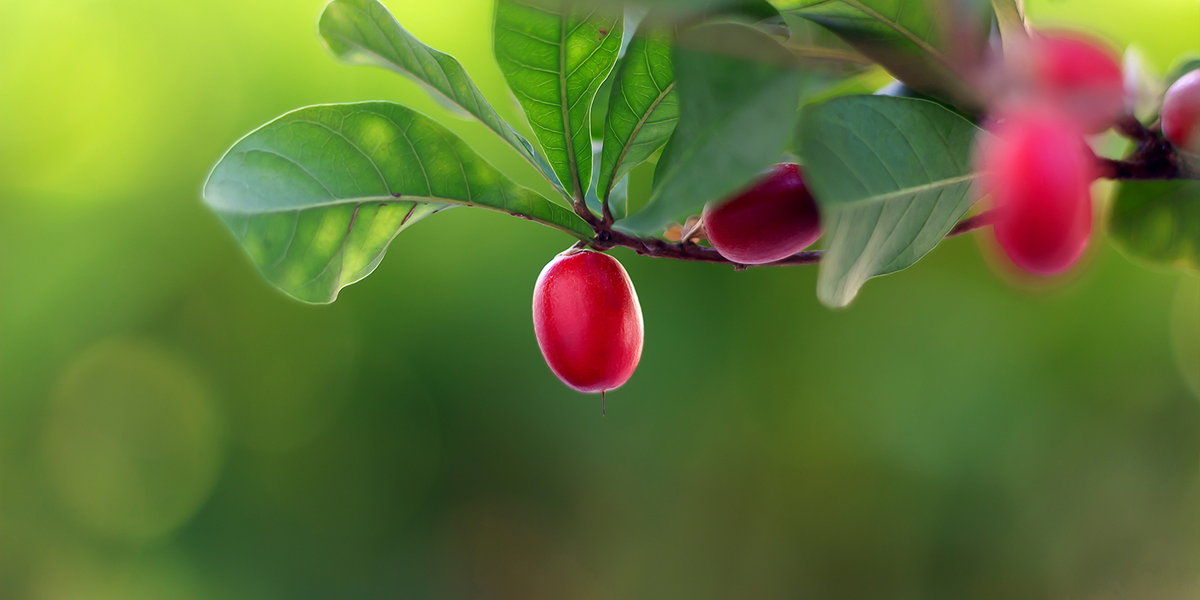 Miracle Berry Whole Fruit | FruitMe